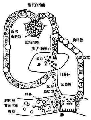 linchuangyingyangxue144.jpg