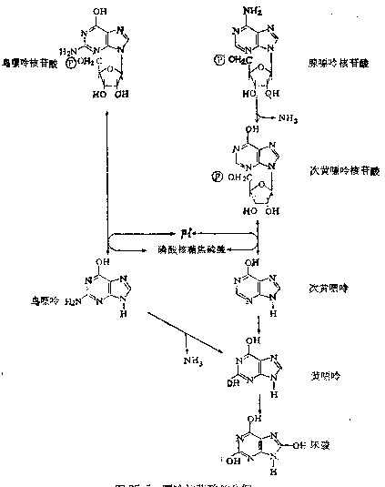 linchuangyingyangxue132.jpg