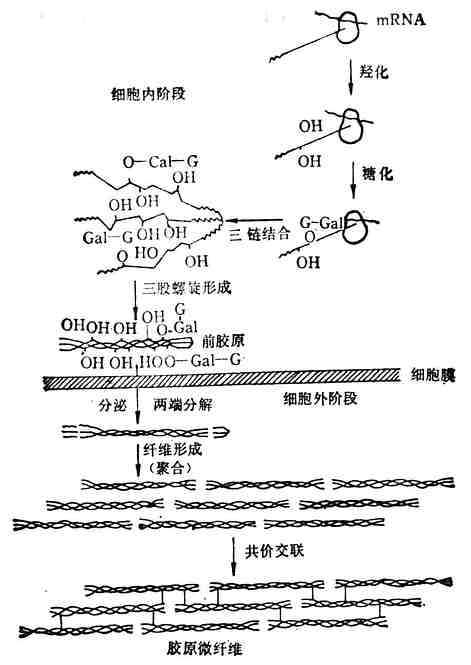 linchuangyingyangxue104.jpg