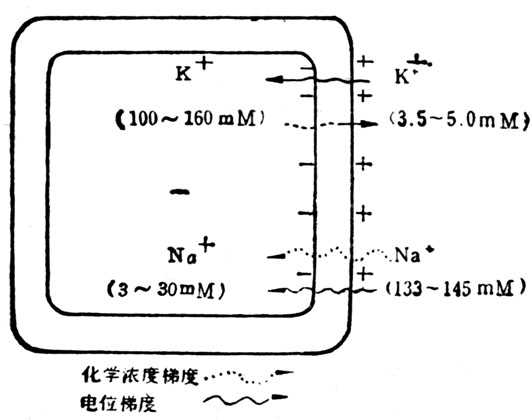 linchuangyingyangxue093.jpg