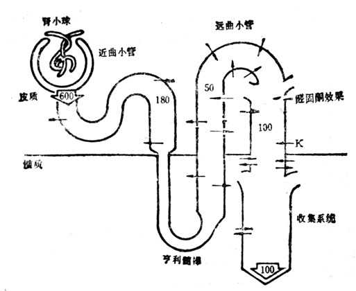 linchuangyingyangxue094.jpg