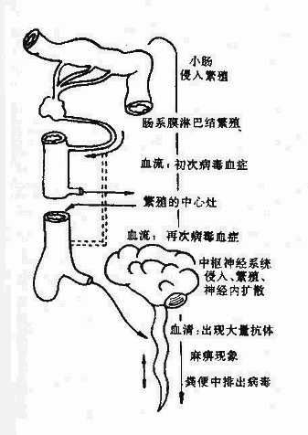 yixueweishengwuxue038.jpg