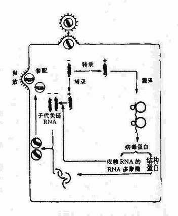 yixueweishengwuxue037.jpg