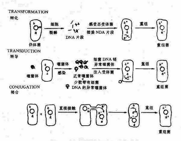 yixueweishengwuxue018.jpg