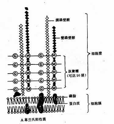 yixueweishengwuxue006.jpg