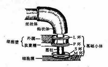 yixueweishengwuxue009.jpg