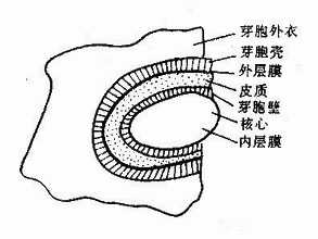 yixueweishengwuxue010.jpg